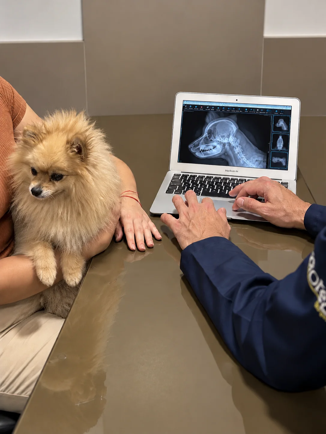 Cão da raça spitz alemão com tutora durante consulta de neurologia e análise de raio-X