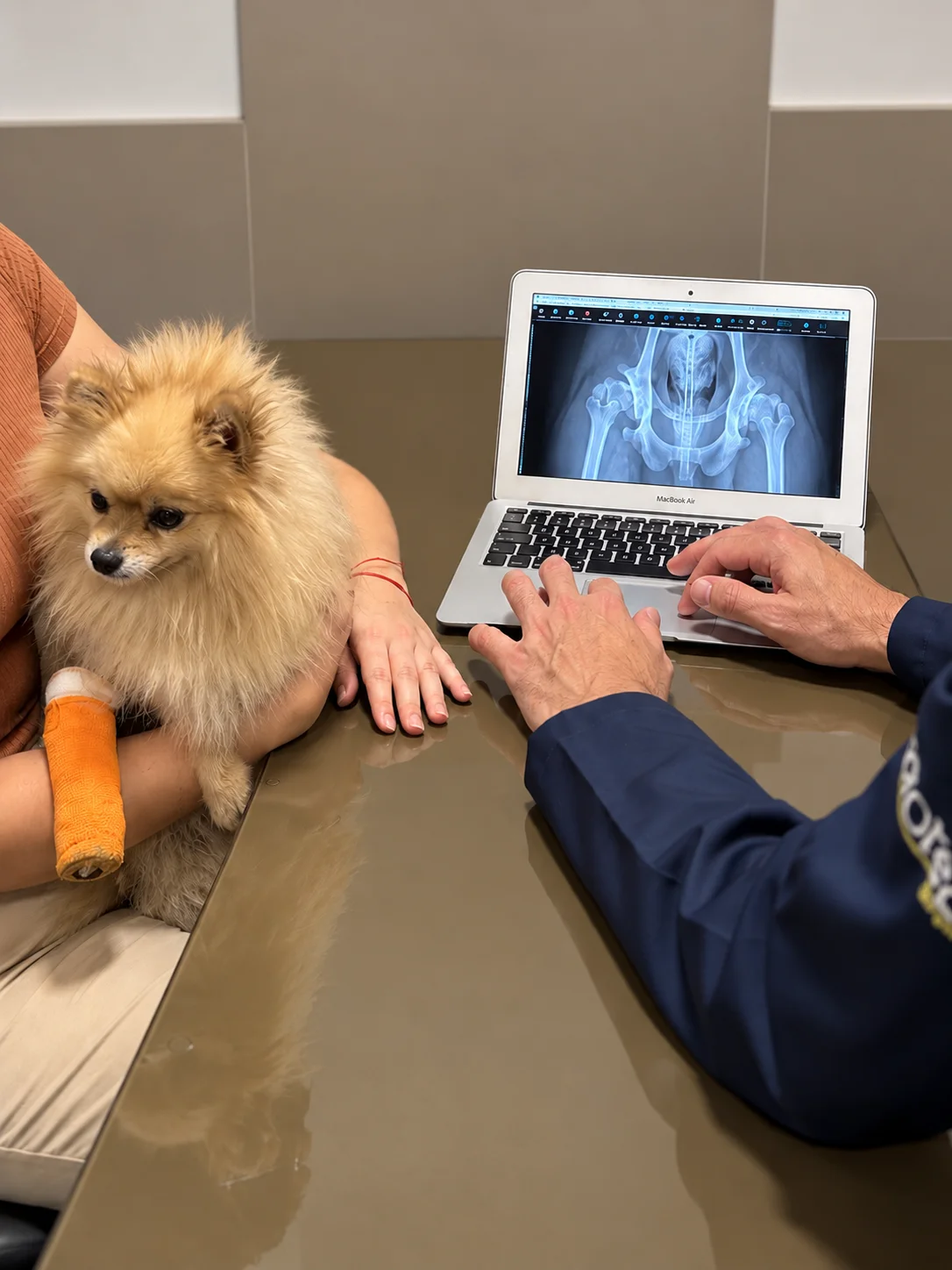 Cão da raça spitz alemão com tutora durante consulta de ortopedia e análise de exame de imagem